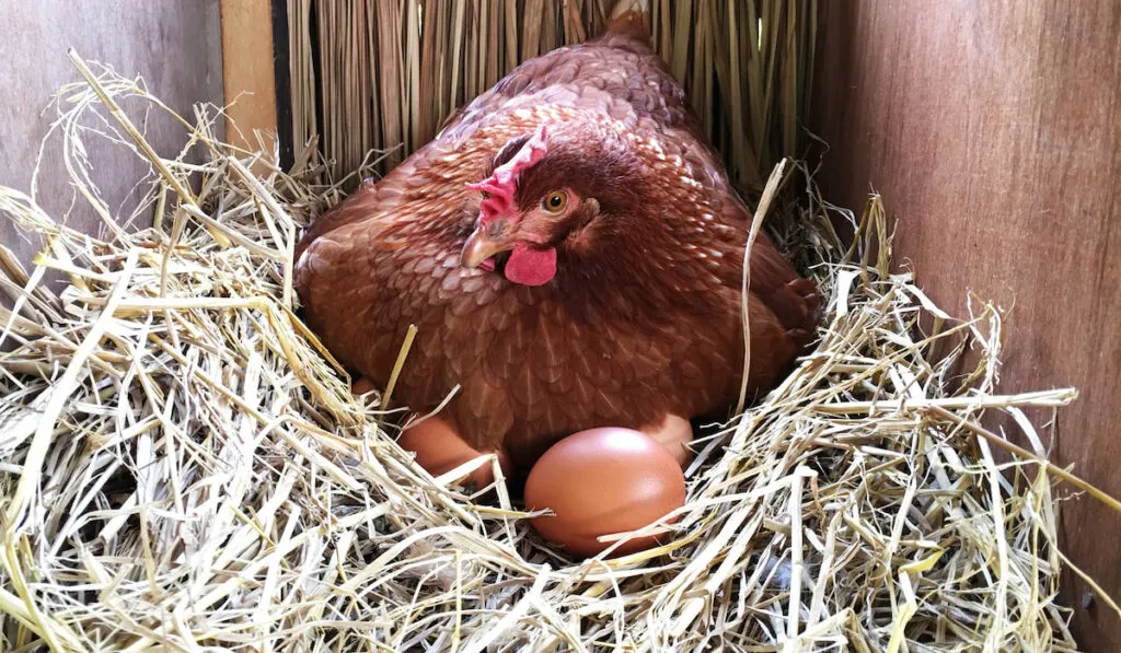 homemade chicken nesting boxes